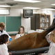 Image for article titled Seventh-Grade Biology Class Grossed Out At Having To Dissect Horse